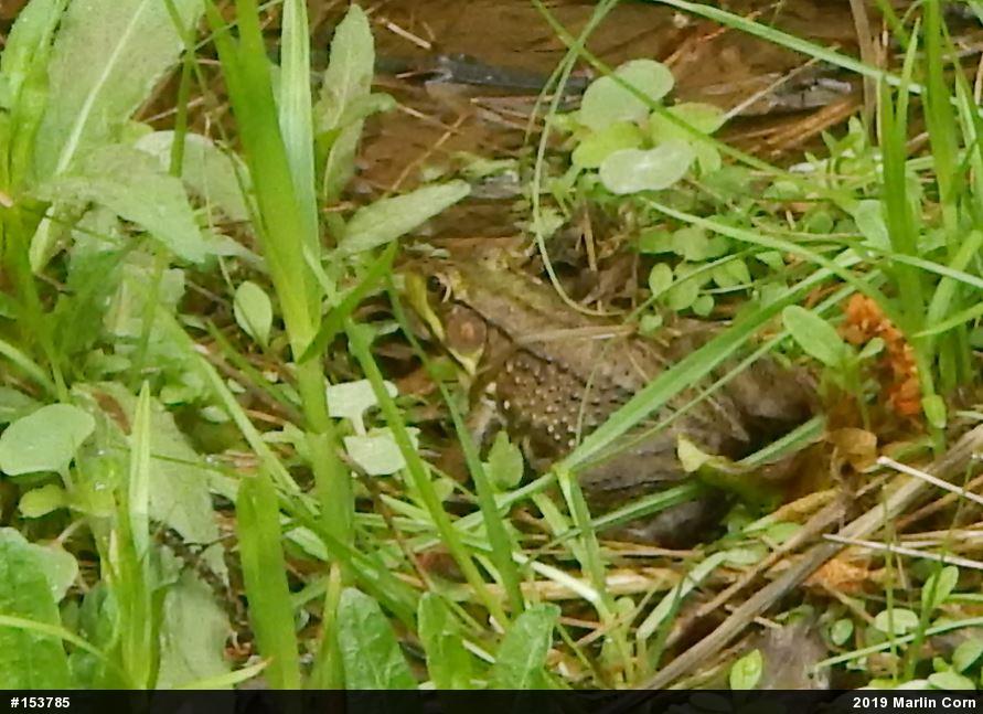 Green Frog