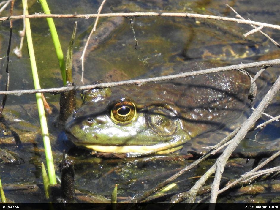 American Bullfrog
