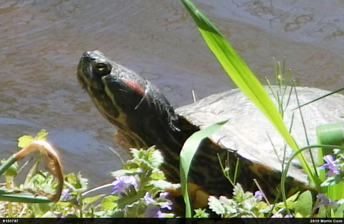 Red-eared Slider