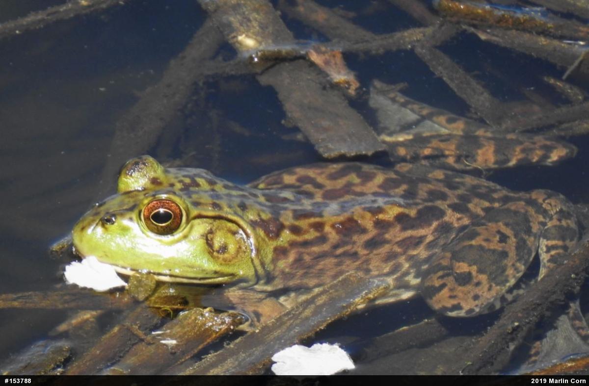 American Bullfrog