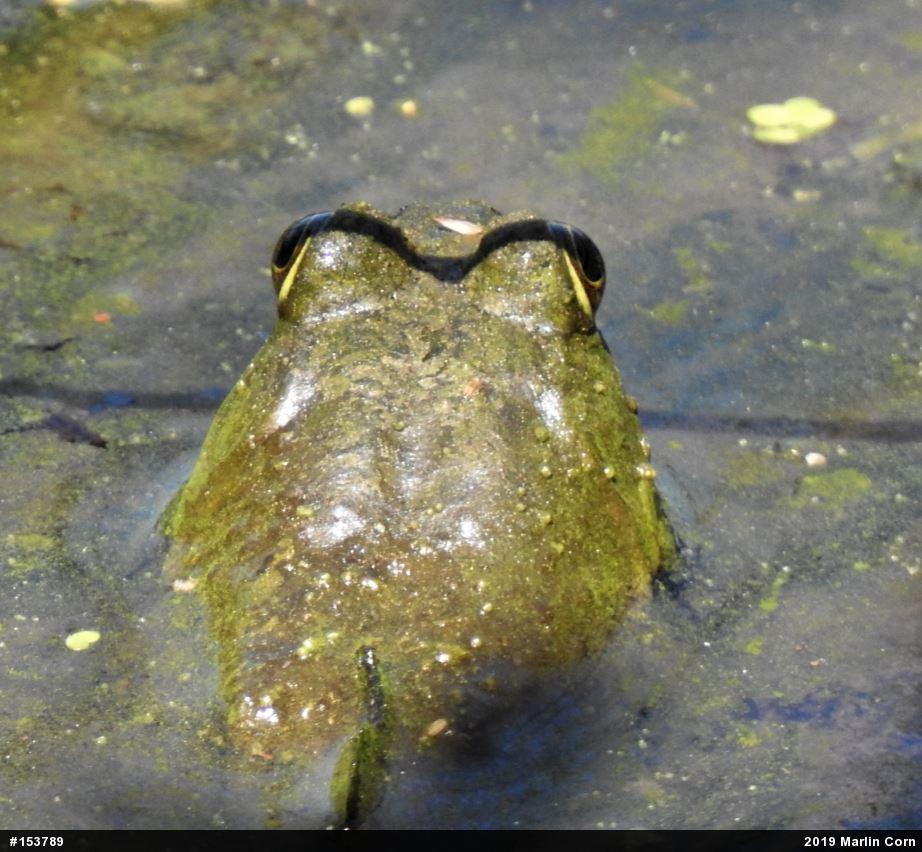 American Bullfrog