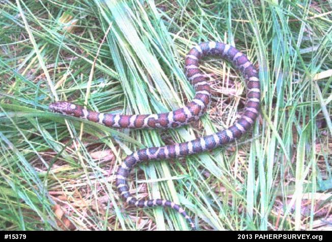 Eastern Milksnake