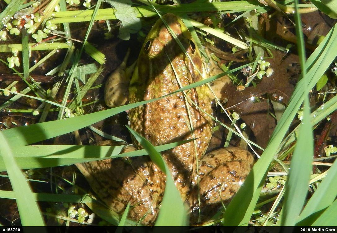Green Frog