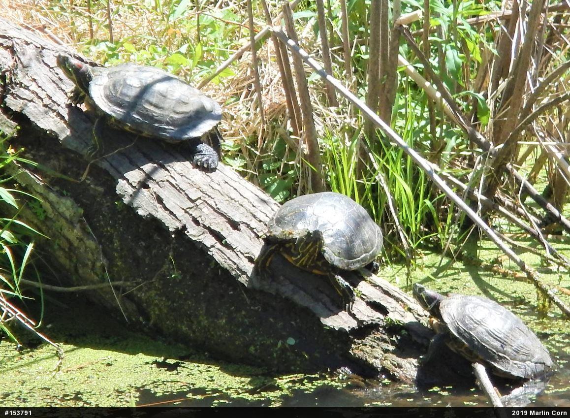 Red-eared Slider