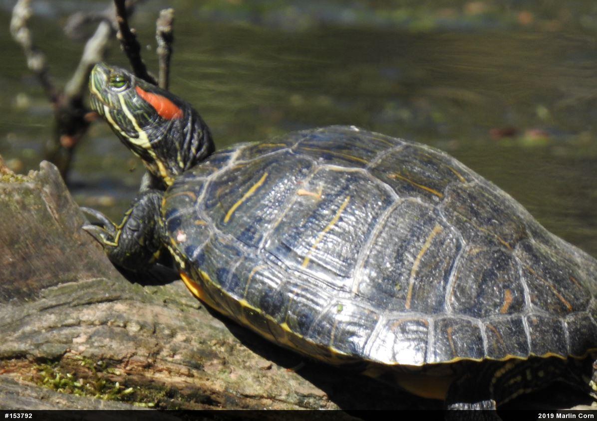 Red-eared Slider