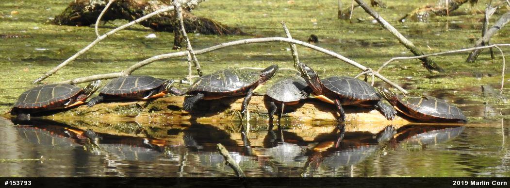 Painted Turtle