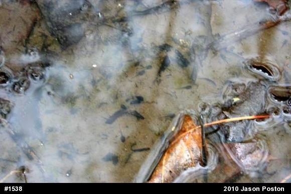 Mountain Chorus Frog