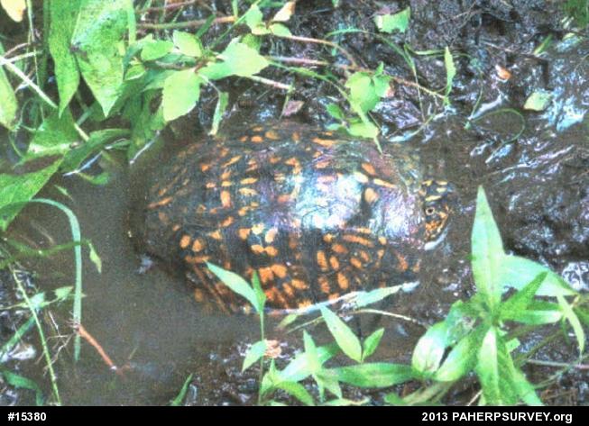Eastern Box Turtle