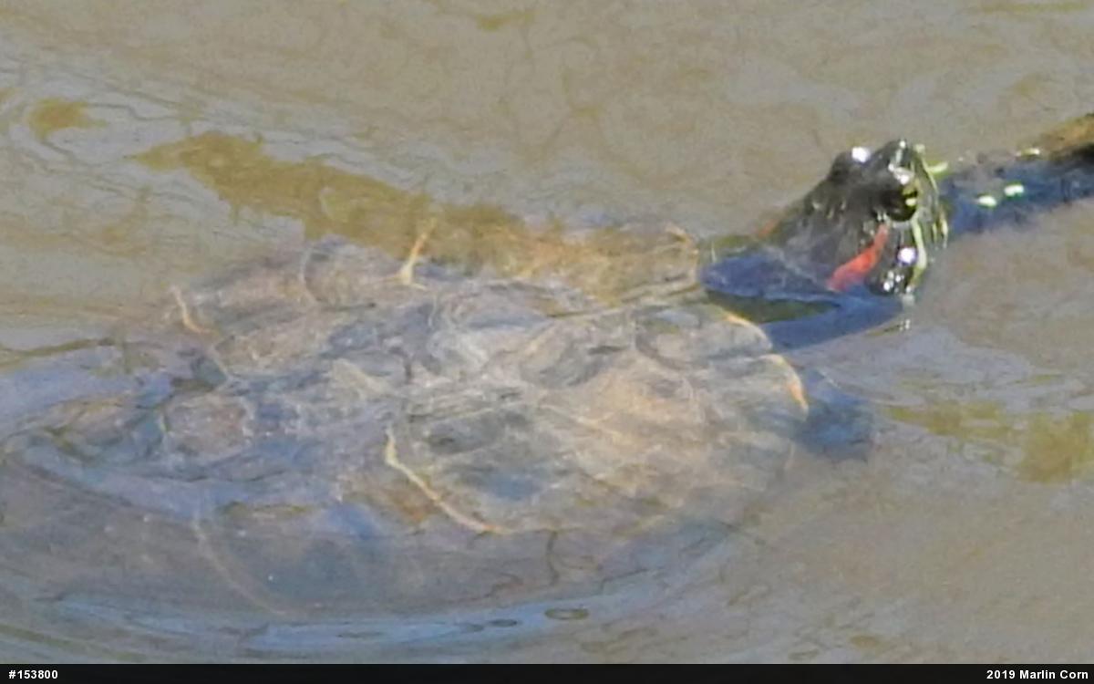Red-eared Slider