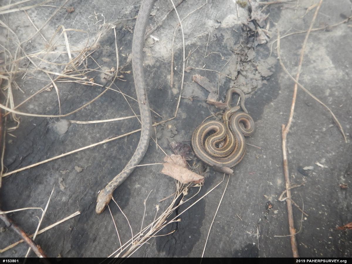 Eastern Gartersnake