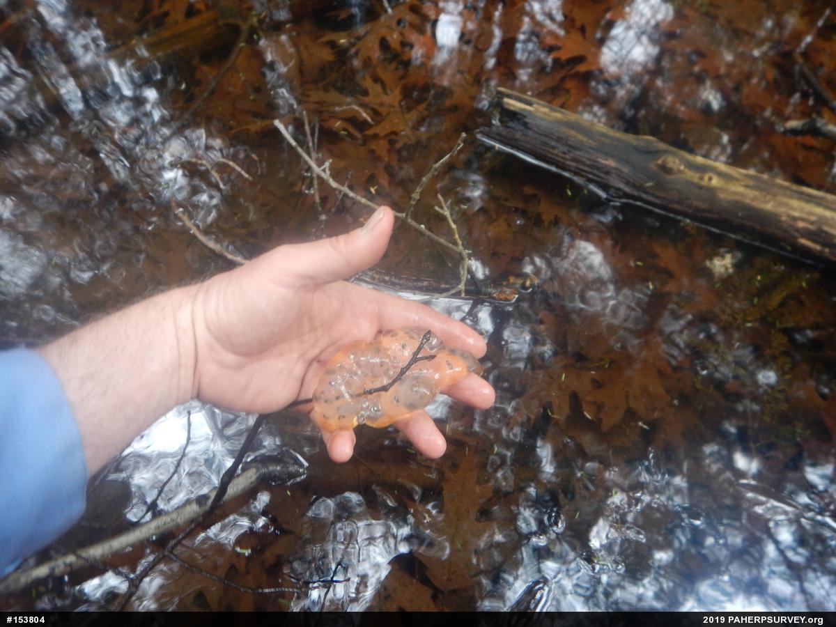 Spotted Salamander