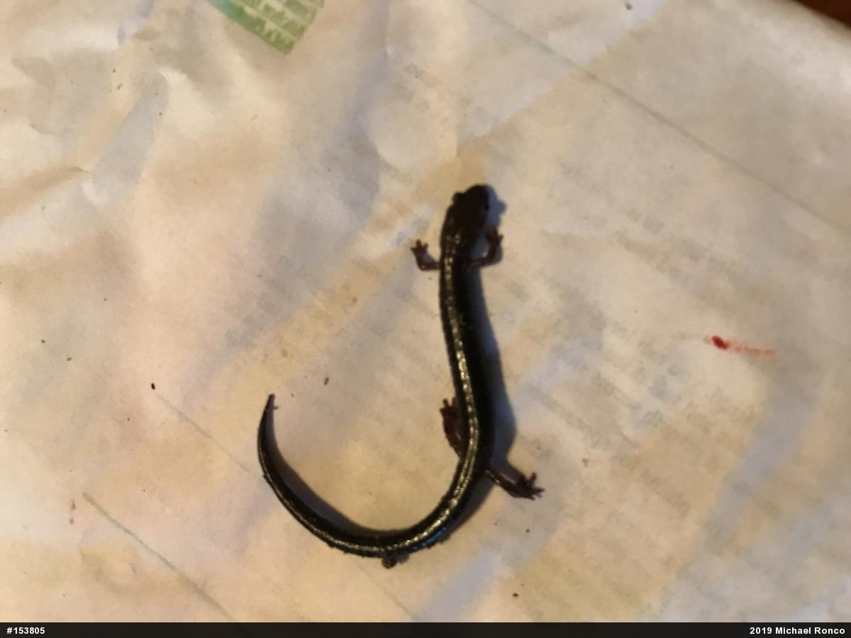 Eastern Red-backed  Salamander