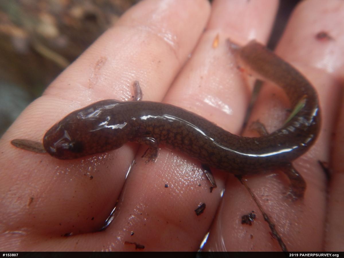 Northern Spring Salamander