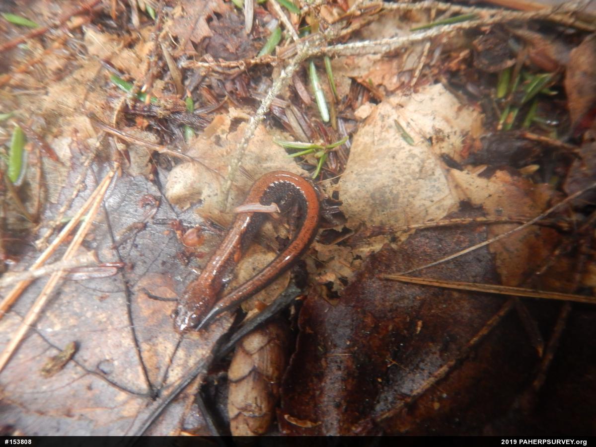 Eastern Red-backed  Salamander