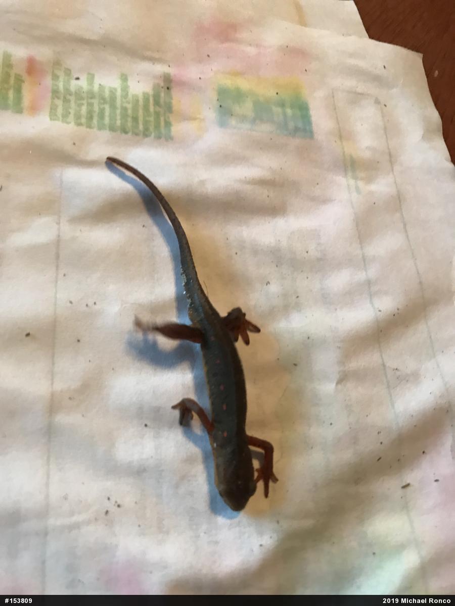 Red-spotted Newt