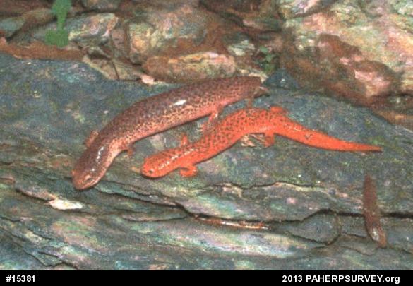Northern Red Salamander
