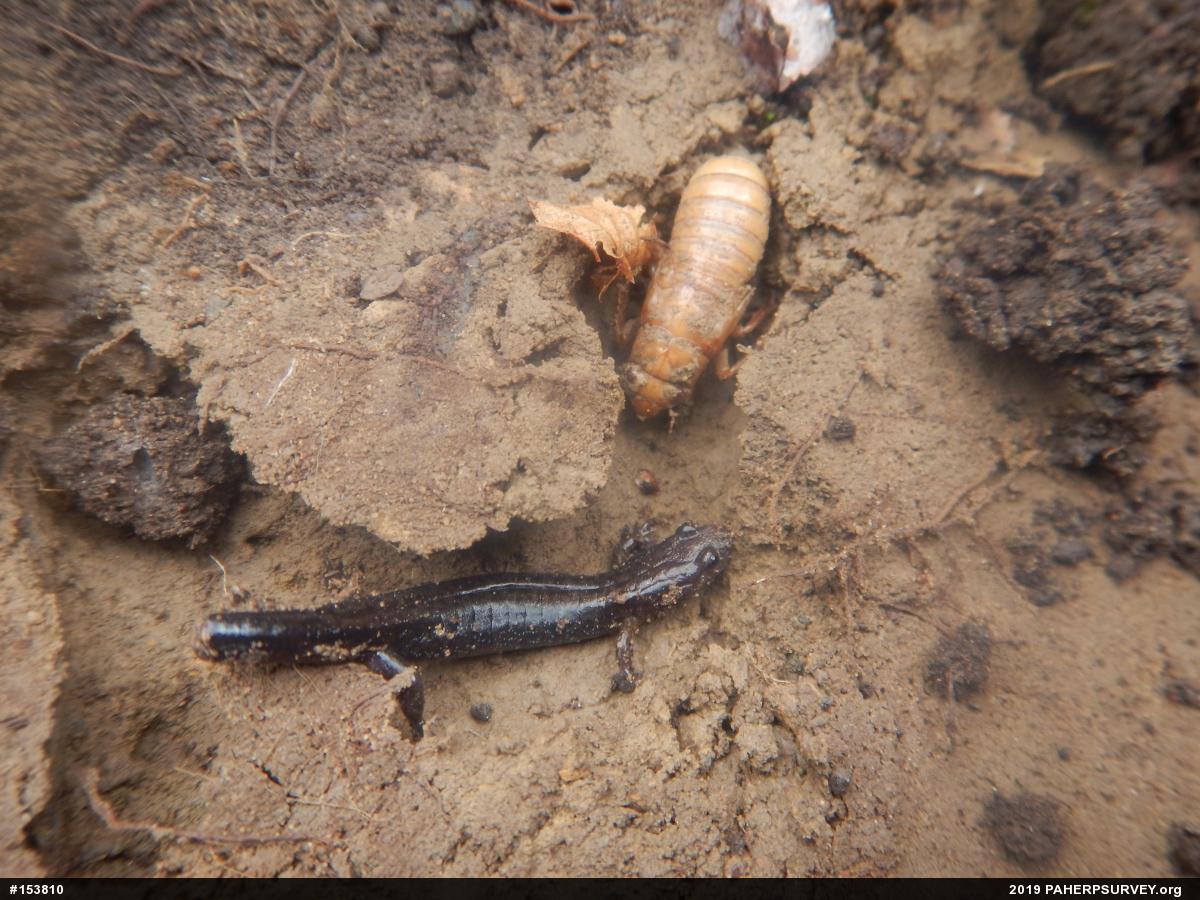Allegheny Mountain Dusky Salamander