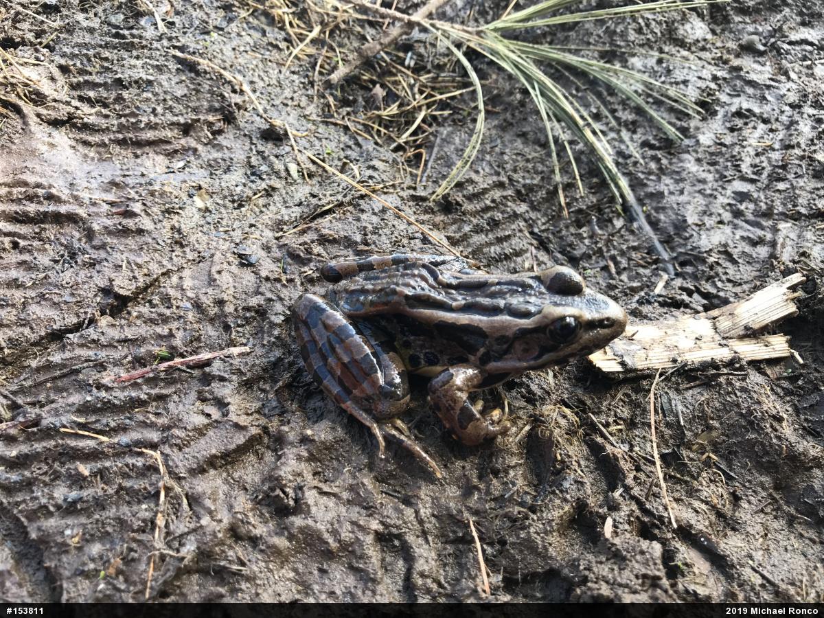 Pickerel Frog