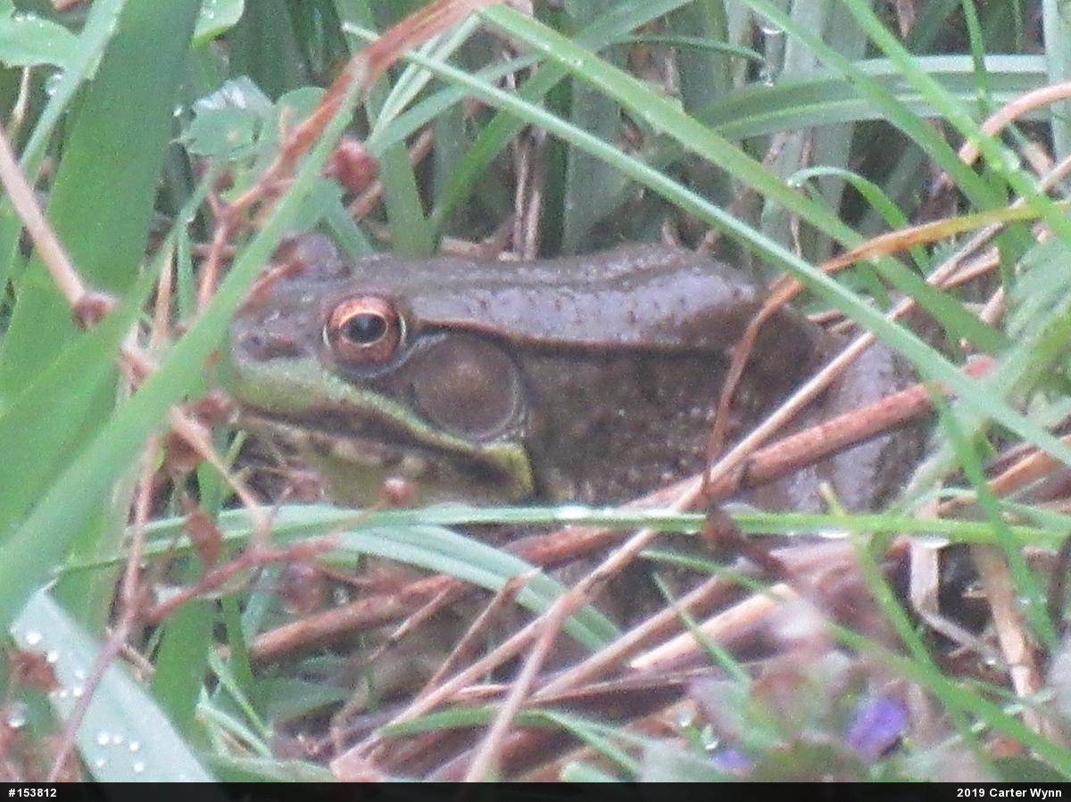Green Frog