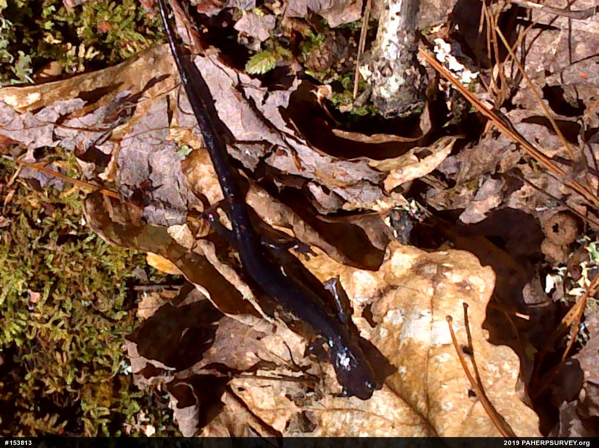 Wehrle's Salamander