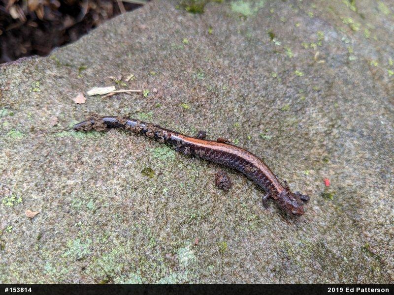 Eastern Red-backed  Salamander