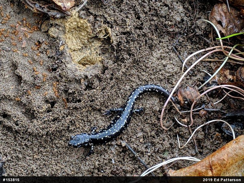 Northern Slimy Salamander