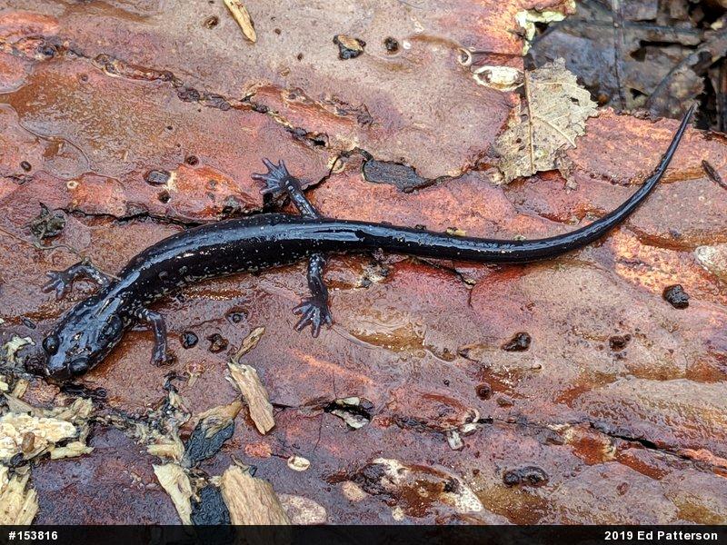 Wehrle's Salamander
