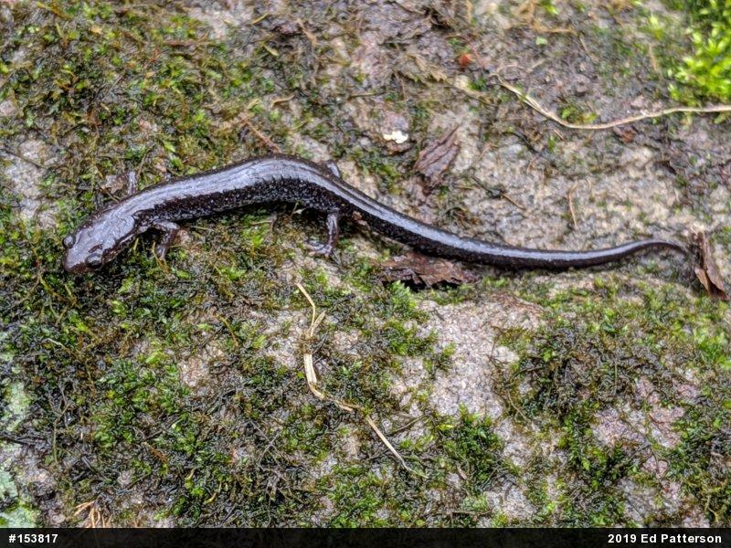 Valley And Ridge Salamander