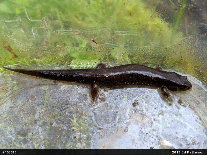 Northern Dusky Salamander