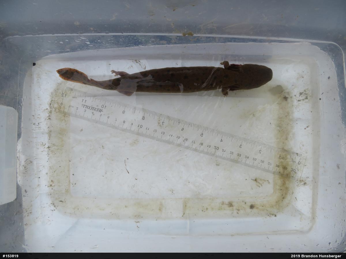 Common Mudpuppy