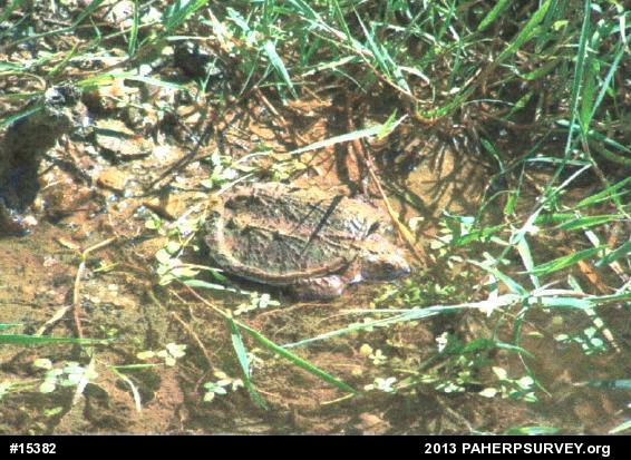 Snapping Turtle