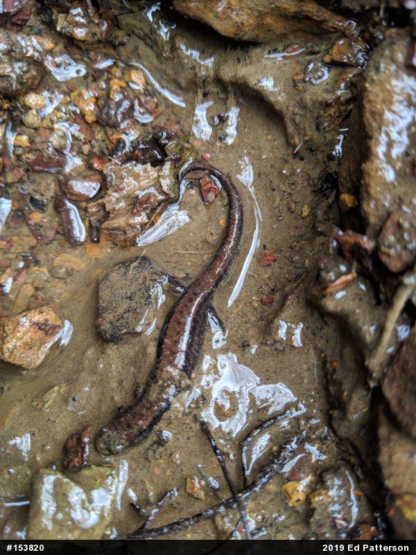 Allegheny Mountain Dusky Salamander