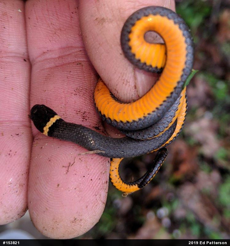 Northern Ring-necked Snake