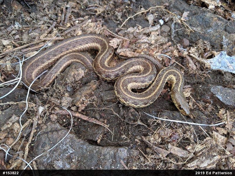 Eastern Gartersnake