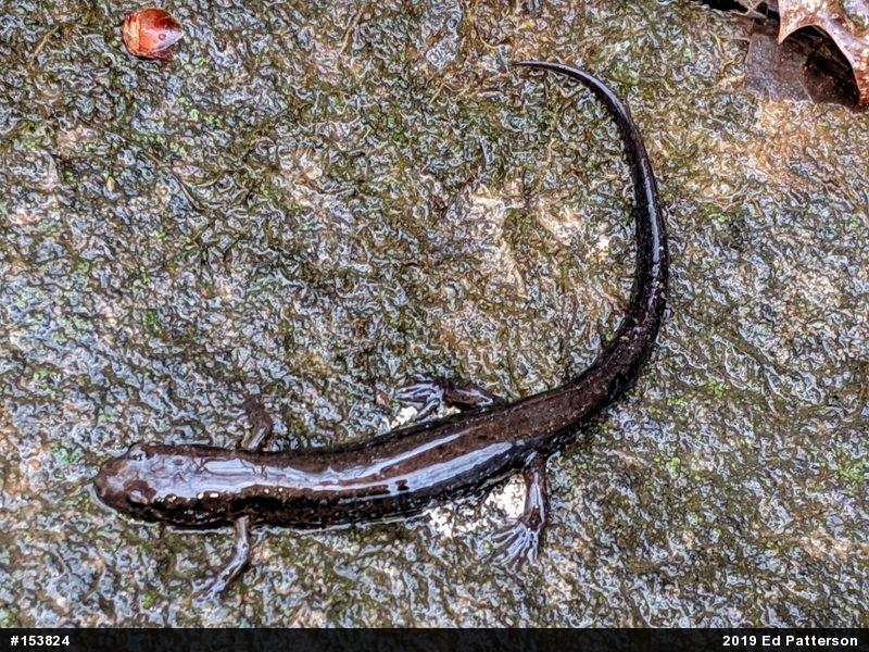 Allegheny Mountain Dusky Salamander