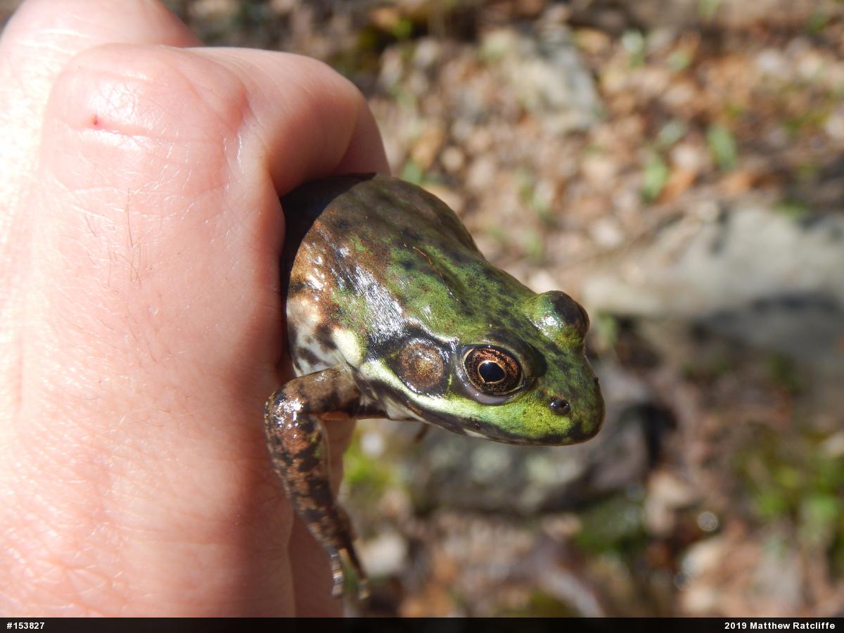 Green Frog