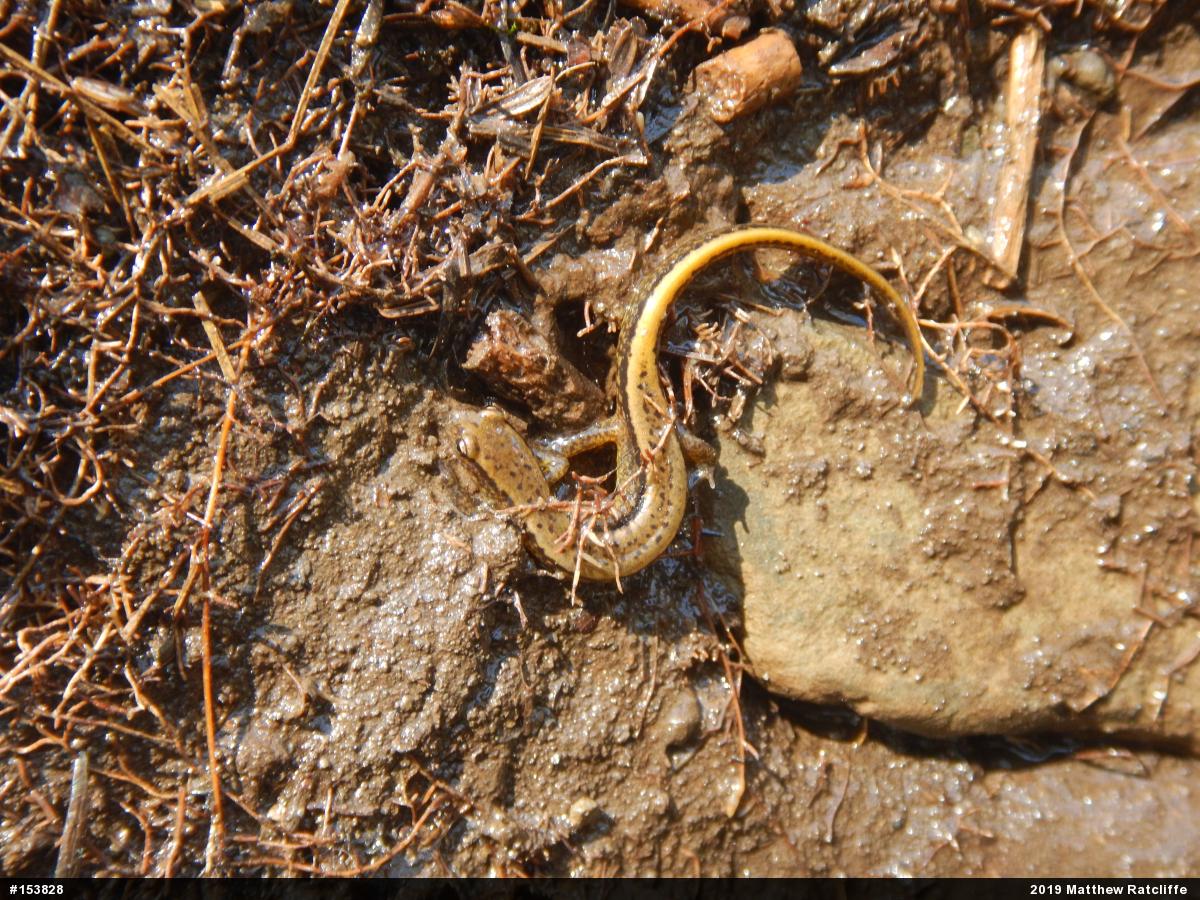 Northern Two-lined Salamander
