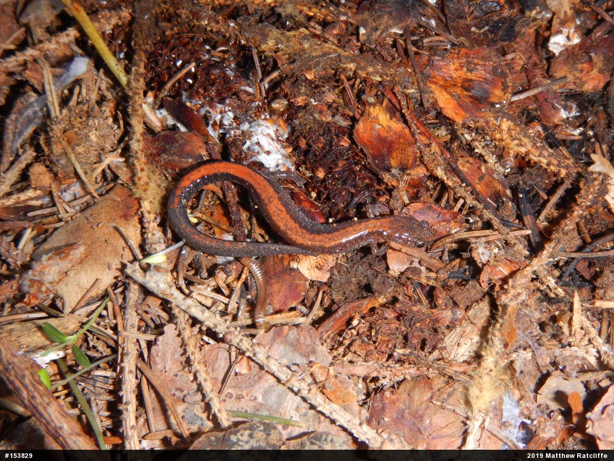 Eastern Red-backed  Salamander