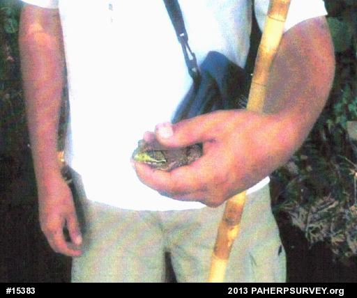 Green Frog