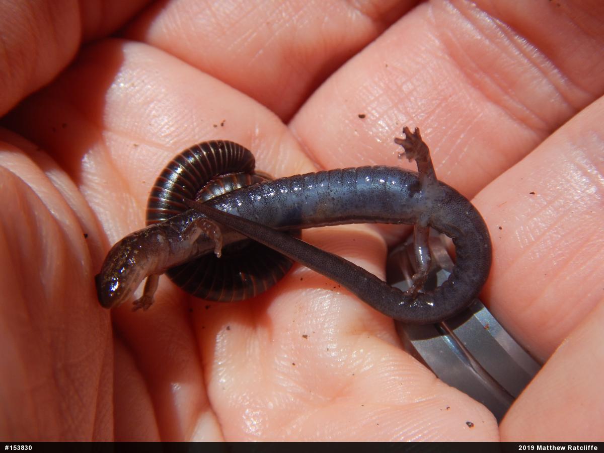 Eastern Red-backed  Salamander