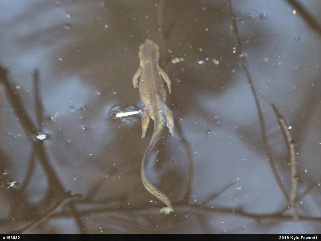Red-spotted Newt