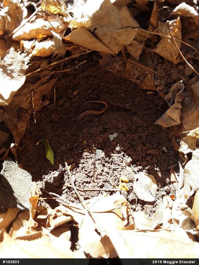 Eastern Red-backed  Salamander