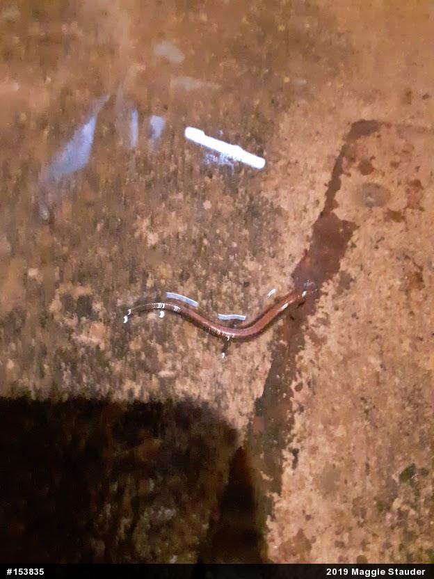 Eastern Red-backed  Salamander