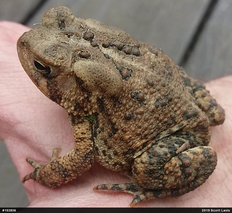 Eastern American Toad