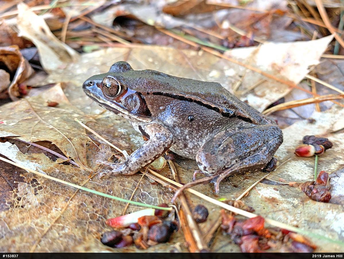 Wood Frog