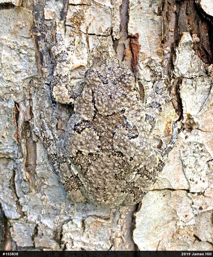 Unknown Gray Treefrog