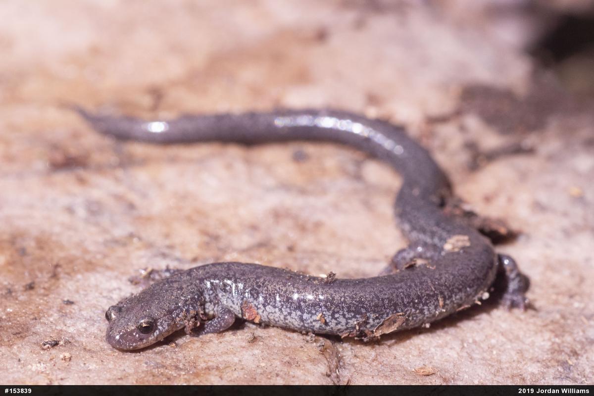 Valley And Ridge Salamander