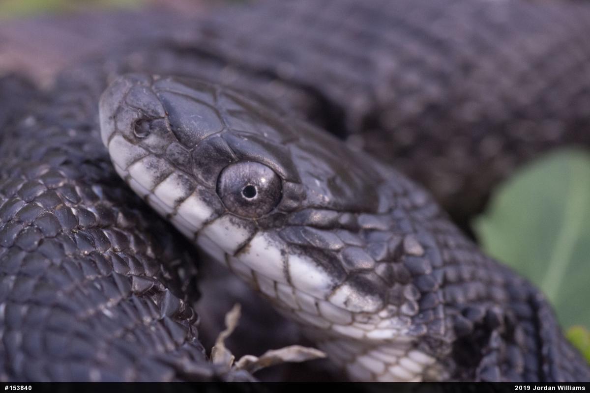 Eastern Ratsnake