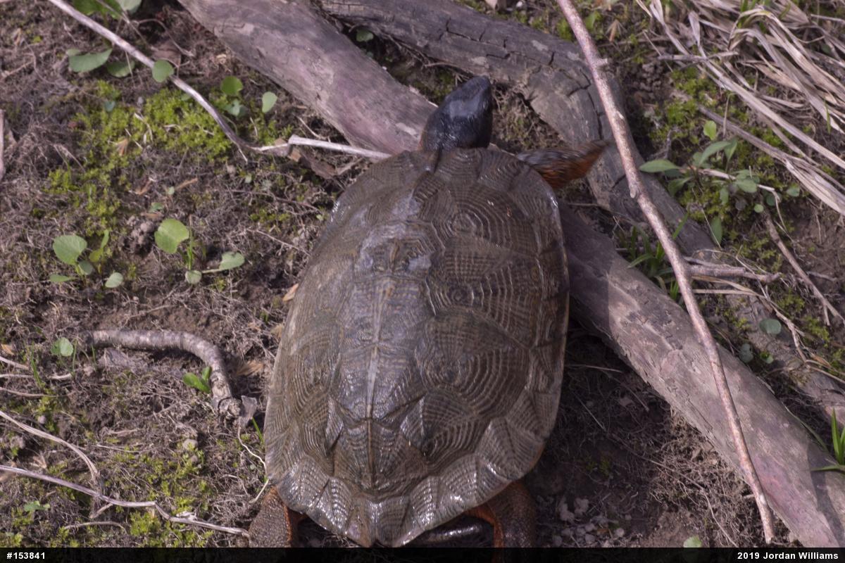 Wood Turtle
