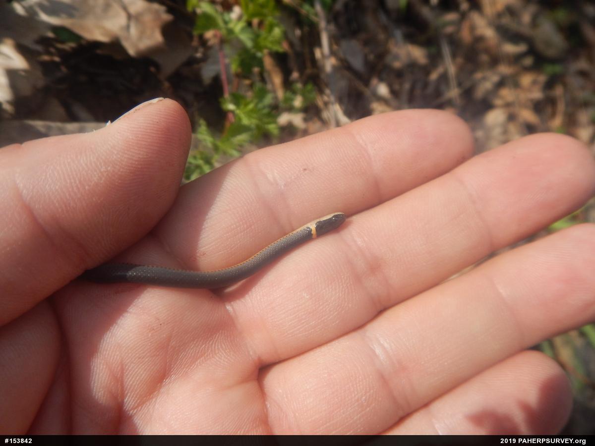 Northern Ring-necked Snake
